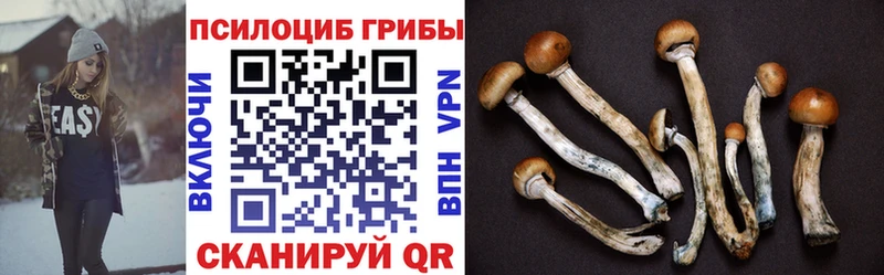 Купить закладки  Северобайкальск  Псилоцибиновые грибы Magic Shrooms 